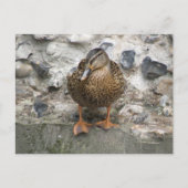 Duck op een Wall Briefkaart (Voorkant)