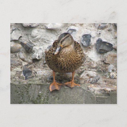Duck op een Wall Briefkaart (Voorkant)