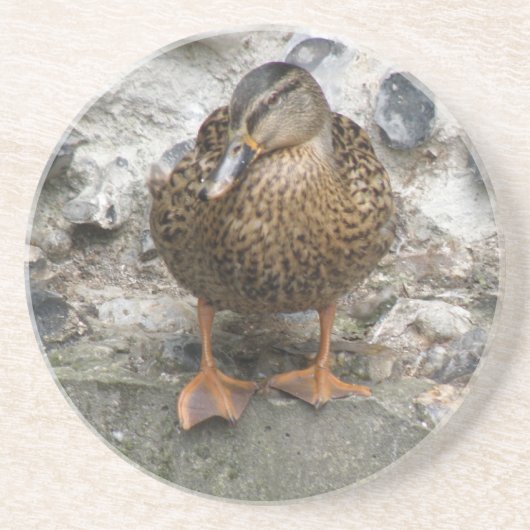 Duck op een Wall Onderzetter (Voorkant)