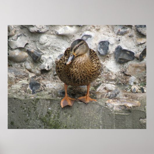 Duck op een Wall Poster (Voorkant)