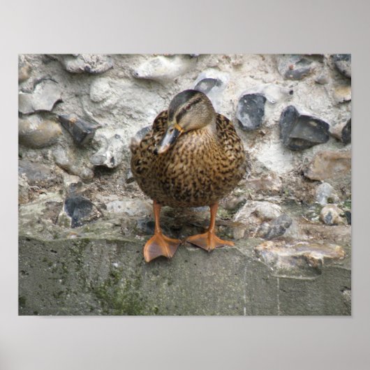 Duck op een Wall Poster (Voorkant)