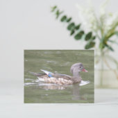 Duck op het Briefkaart van het meer (Staand voorkant)