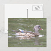 Duck op het Briefkaart van het meer (Voorkant / Achterkant)