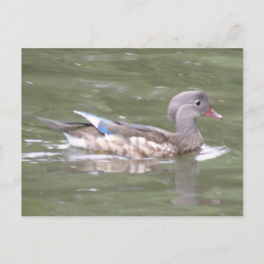 Duck op het Briefkaart van het meer (Voorkant)