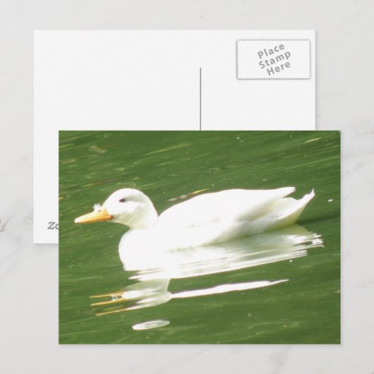 Duck op het Briefkaart water (Voorkant / Achterkant)