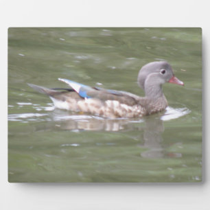 Duck op het Plaque-meer Fotoplaat