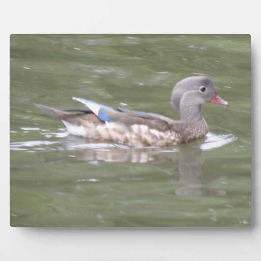 Duck op het Plaque-meer Fotoplaat (Voorkant)