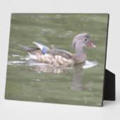 Duck op het Plaque-meer Fotoplaat (Zijkant)