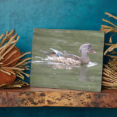 Duck op het Plaque-meer Fotoplaat (Zijkant)