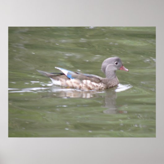 Duck op Lake Print (Voorkant)