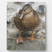Duck op Wall Plaque Fotoplaat (Voorkant)