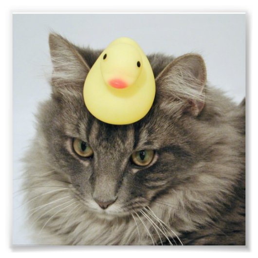 Duck op zijn hoofd foto afdruk (Voorkant)