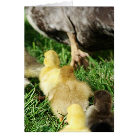 Duck Parade (Voorkant)