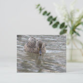 Duck Photo-Briefkaart Briefkaart (Staand voorkant)