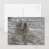 Duck Photo-Briefkaart Briefkaart (Voorkant / Achterkant)
