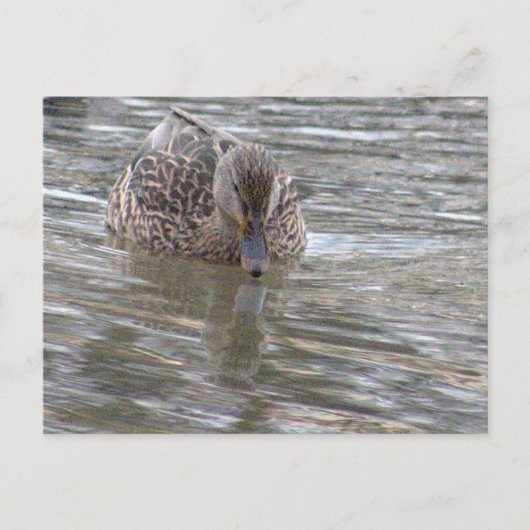 Duck Photo-Briefkaart Briefkaart (Voorkant)