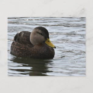 Duck Photo-Briefkaart Briefkaart