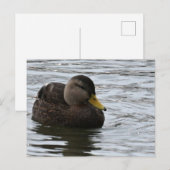 Duck Photo-Briefkaart Briefkaart (Voorkant / Achterkant)