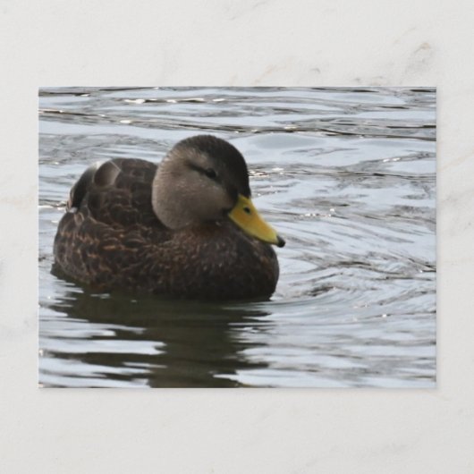 Duck Photo-Briefkaart Briefkaart (Voorkant)