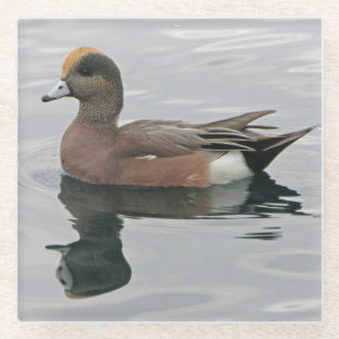 Duck Photo Male Wigeon on Calm Water Reflection Glazen Onderzetter