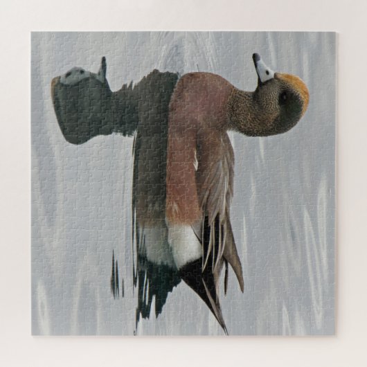 Duck Photo Male Wigeon on Calm Water Reflection Legpuzzel (Horizontaal)