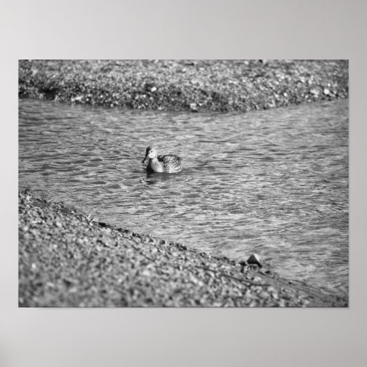 Duck Photo Poster (Voorkant)