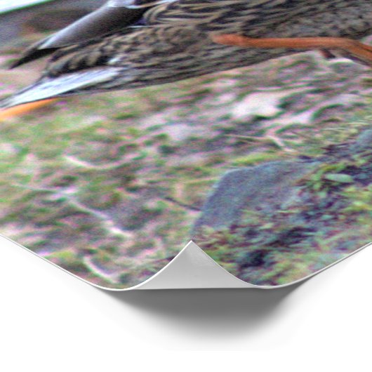 Duck Photo Poster (Hoek)
