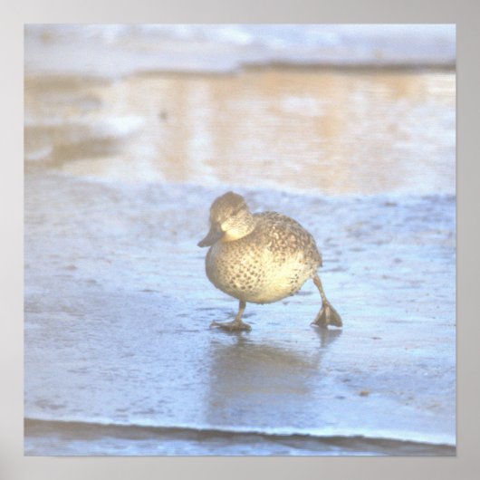 Duck Photo Poster (Voorkant)