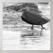 Duck Photo Poster (Voorkant)