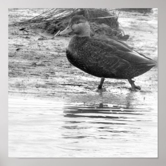 Duck Photo Poster (Voorkant)