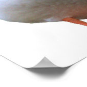 Duck Photo Poster (Hoek)