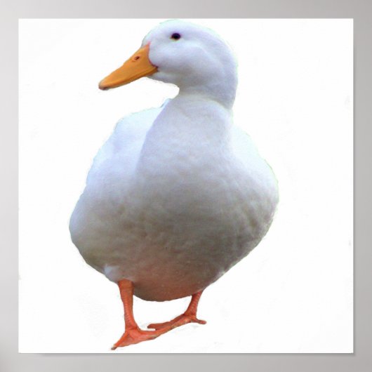 Duck Photo Poster (Voorkant)