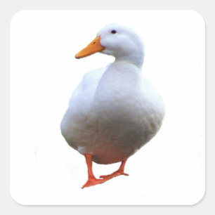 Duck Photo Stickers