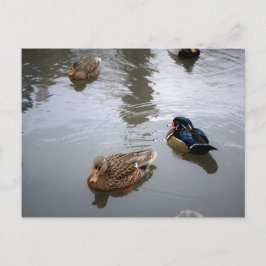 Duck Pond Briefkaart