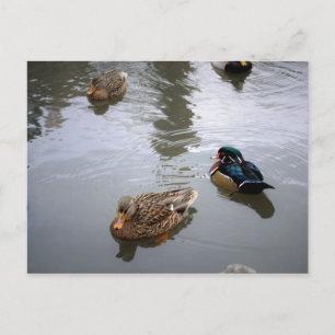 Duck Pond Briefkaart