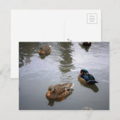 Duck Pond Briefkaart (Voorkant / Achterkant)