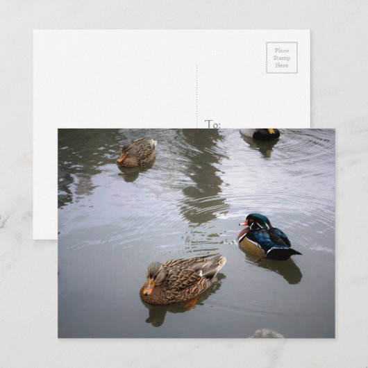 Duck Pond Briefkaart (Voorkant / Achterkant)