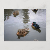 Duck Pond Briefkaart (Voorkant)