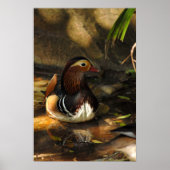 Duck Pond Poster (Voorkant)