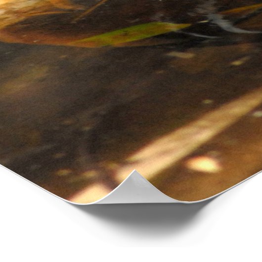 Duck Pond Poster (Hoek)