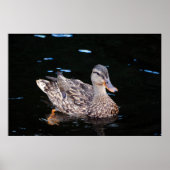 Duck Poster (Voorkant)