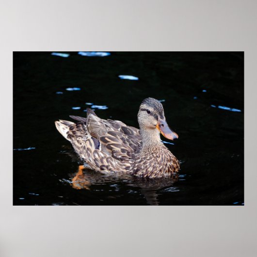 Duck Poster (Voorkant)