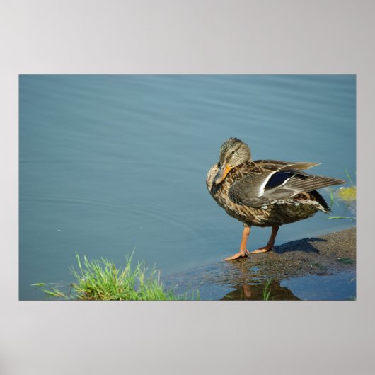 Duck Poster (Voorkant)