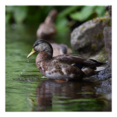 Duck Poster (Voorkant)