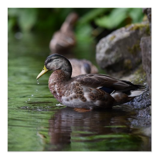 Duck Poster (Voorkant)