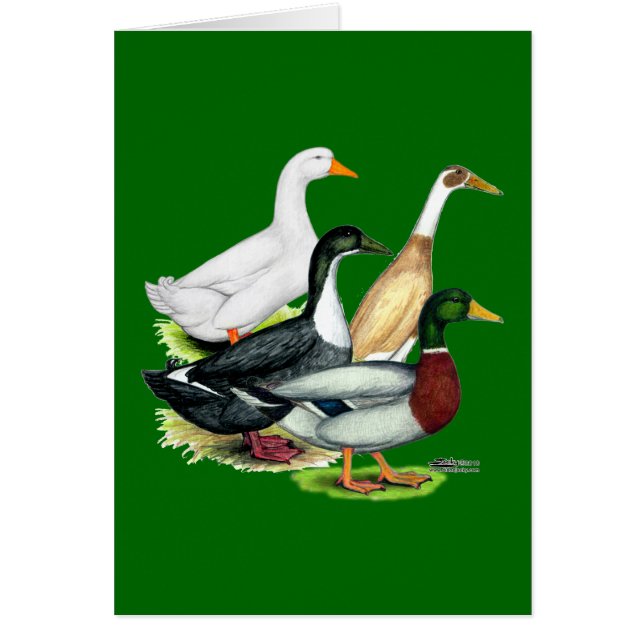 Duck Quartet (Voorkant)