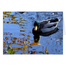 Duck Reflections