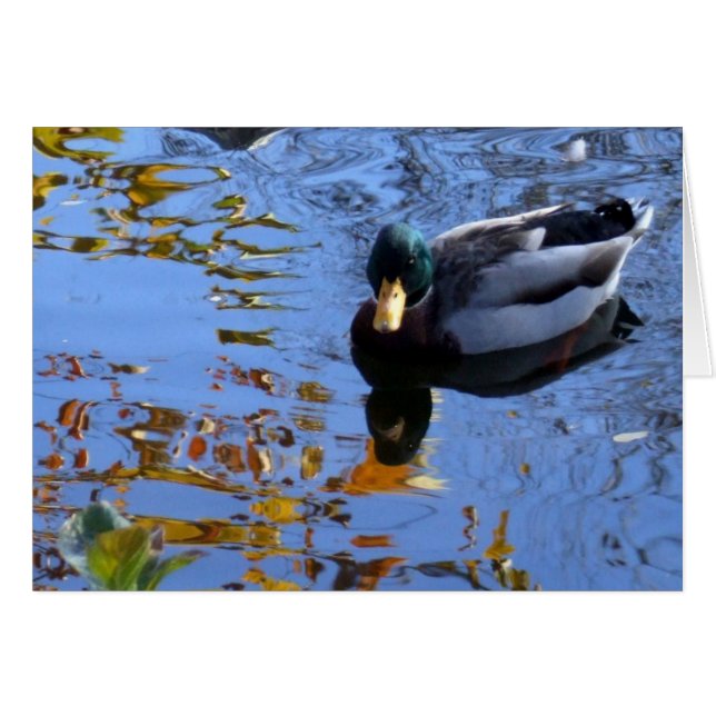 Duck Reflections (Voorkant Horizontaal)