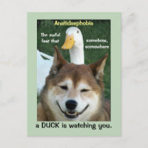 Duck Shiba Inu Dog Anatidaephobia Foto Funny Doge