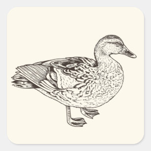 Duck Sketch Vierkante Sticker